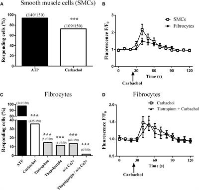 Muscarinic receptor M3 activation promotes fibrocytes contraction